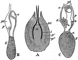 Gnetum gnemon}})의 배주.A. 배주, B, C: 대포자 (n: 주심, pc: 화분실, i: 주피, p': 내피, p": 외피, a: 불완전한 조란기, e: 부분적으로 발달한 대포자, F: 수분성 부분, S: 불수분성 부분, pt: 화분관, z: 수정란, z': 배우체)