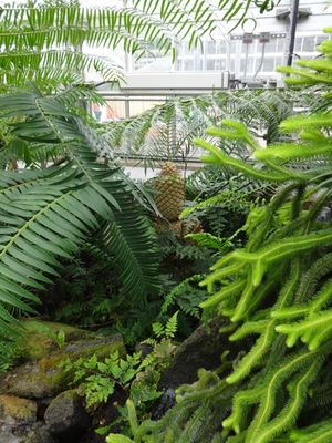 온실의 이끼, 석송, 양치류 및 소철