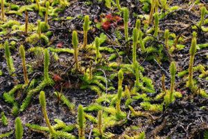 석송류(Lycophyte)의 한 종류인 Lycopodiella inundata