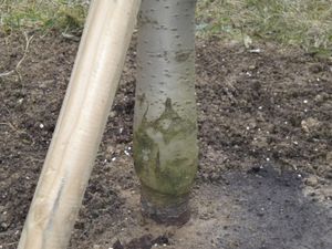 자두와 체리의 접목. 접수가 뿌리와의 결합이 불완전하여 식물에서 가장 큰 부분을 차지합니다. 비대해진 줄기에서 볼 수 있듯이, 이러한 전분 축적은 불완전함을 나타냅니다.