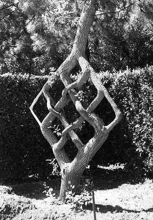 Axel Erlandson의 접근 접목의 예.