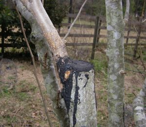 2년 후 성공적인 접붙이기