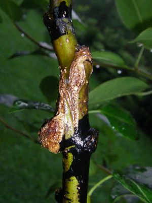 다음 해에 관리가 필요한 접붙이기