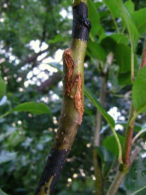 성공적인 휘핑 접붙이기