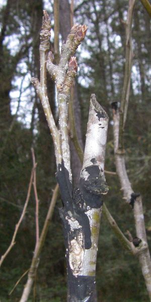 성공적인 눈접, 치유됨