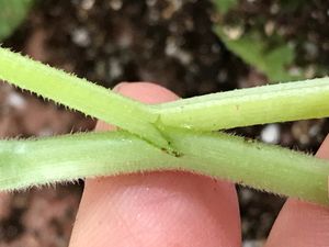 오이 묘목의 접붙인 부분. 왼쪽이 대목(박과의 일종), 오른쪽이 오이.
