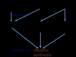 진화에 대한 몇 가지 주요 아이디어가 20세기 초 개체군 유전학에서 결합하여 현대 종합을 형성했는데, 여기에는 유전적 변이, 자연 선택, 멘델의 입자 유전이 포함되었다. 이 시기에는 신다윈주의라고 불렸다.