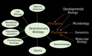 현대 종합설의 요소들과 21세기 초까지 진화생물학과 결합되지 않았던 발생생물학 등의 다른 주제들