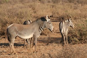 어린 얼룩말들 근처의 암컷 얼룩말