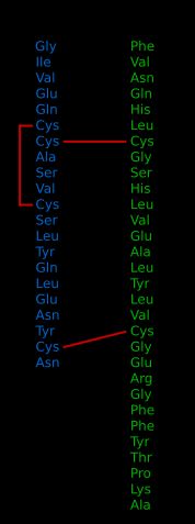 소 인슐린의 아미노산 서열(붉은색으로 표시된 이황화 결합)