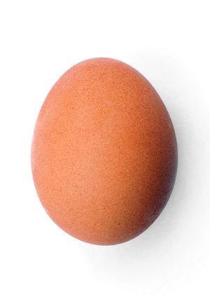 달걀은 천연적으로 알모양곡면 형상이다.