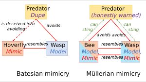 베이츠 의태 vs 뮐러 의태: 전자는 속임수이고, 후자는 정직한 신호이다.