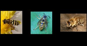 베이츠 의태와 뮐러 의태의 비교. 꽃등에, 말벌, 꿀벌을 예시로 나타냄