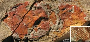 에뮤 베이 셰일(Emu Bay Shale)에서 발견된 아노말로카리스의 화석 눈