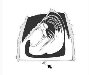따개비 해부도, 화살표로 강조된 더듬이