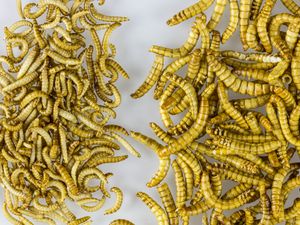 냉동 건조한 밀웜과 딱정벌레(작은 밀웜, Alphitobius diaperinus)