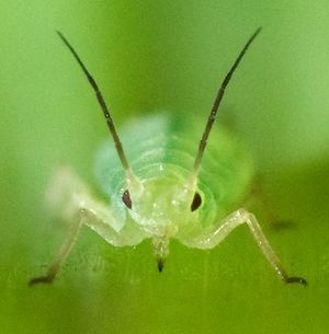 밀 진딧물 (Schizaphis graminum)의 정면 사진. 흡수형 구기를 볼 수 있다.