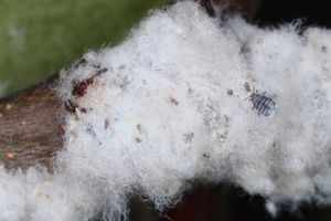 섬모진딧물이 있는 사과나무 가지