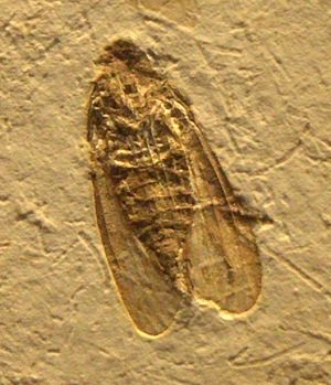 브라질 크라토 지층(Crato Formation)의 초기 백악기(Early Cretaceous)에서 발견된, 약 1억 1600만 년 전의 화석 매미충(Fulgoromorpha)