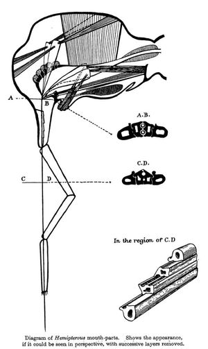 노린재목의 구기는 독특하며, 변형된 턱과 큰턱이 변형된 아랫입술 안에 있는 관통하는 "흡침"을 형성한다.