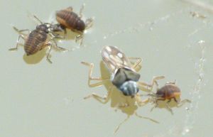 마랑고니 추진을 이용하는 어른벌레와 약충 Microvelia 물벌레