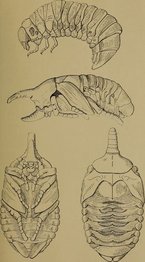 장수풍뎅이의 Scarabaeiform 유생과 나용(裸蛹).