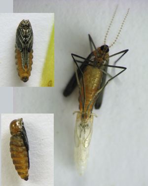 Rhopalomyia solidaginis의 번데기와 탈피하는 어른벌레.