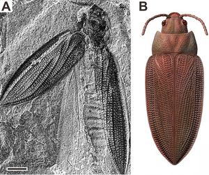 체코의 초기 페름기에서 발견된 Moravocoleus permianus (Tshekardocoleidae)의 화석과 생물 복원도. 초기 딱정벌레의 형태를 보여준다.