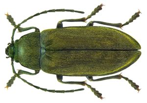 Dascilloidea