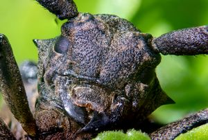 나무좀붙이의 머리 정면