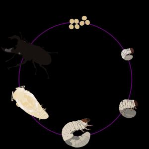 사슴벌레의 생활사는 세 개의 유충 기간을 포함한다.
