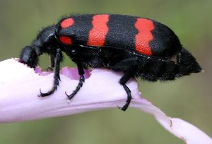 Hycleus속 (Meloidae)의 한 종이 Ipomoea carnea의 꽃잎을 먹고 있다.