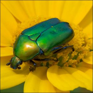 이스라엘 녹색꽃무지(Protaetia cuprea ignicollis)가 금잔화(Glebionis coronaria)에 앉아 있다.