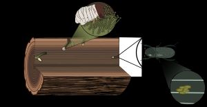 1: 성충인 암브로시아좀벌레가 나무 속으로 파고들어가 균류 포자를 균낭에 지니고 알을 낳는다.2: 유충은 균류를 먹는데, 균류는 나무를 소화시켜 독소를 제거하며, 서로에게 이익이 된다.3: 유충이 번데기가 된다.