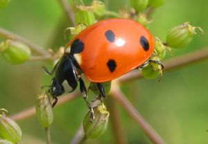 무당벌레(Coccinella septempunctata)는 농업에 이로운 포식성 딱정벌레이다.