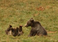 스페인 북부 산맥에 서식하는 칸타브리아 갈색곰(Cantabrian brown bear)
