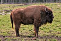 칸타브리아 산맥에는 유럽 들소 보존을 위한 두 곳의 보호구역이 있다. 팔렌시아 주(Provincia de Palencia)와 아스투리아스(Asturias)에 위치한다.