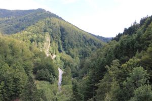 이라티 숲(Irati Forest)