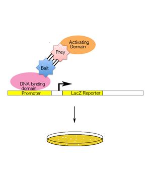 DNA 결합 도메인과 전사 활성 도메인을 이용해 연구 대상 단백질에 결합하는 리간드를 찾는 효모 이중 하이브리드법