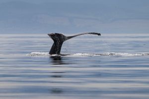 수크 해안에서 발견된 혹등고래