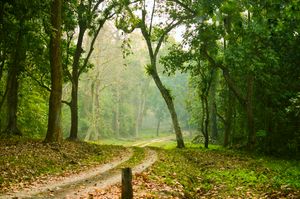 실리구리 수크나 숲