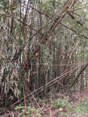 황폐해진 대나무 숲