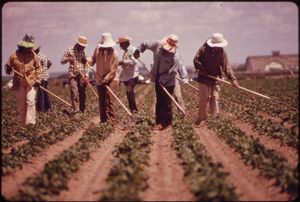 1972년 미국 콜로라도에서 사탕무 밭의 잡초를 제거하는 모습