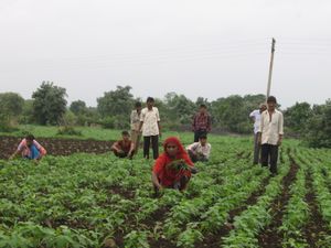인도의 많은 지역에서 잡초는 수작업으로 제거된다.