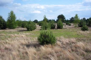 2차 천이: 목본류가 경작하지 않는 초원을 잠식해 오고 있다.