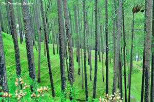 알모라의 구릉지대 숲