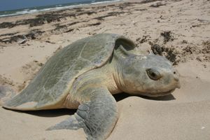 켐프각시바다거북(Kemp's ridley sea turtle)이 해변의 사구에서 산란하는 모습; 사진 뒤편에는 해조류(wrack)가 보인다.