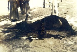 이슬람식 도축법으로 도축을 하는 모습