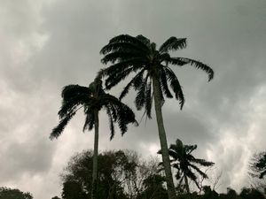 바람에 흔들리는 농장의 종려나무들.