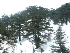 레바논 삼나무(Cedrus libani)